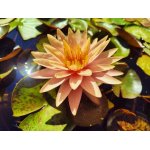 lilia-wodna-sunny-explosion_2535.jpg