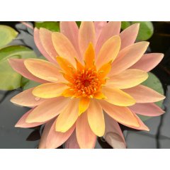 Lilia wodna Sunset Glow