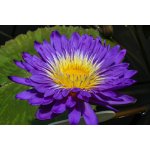 lilia-wodna-ultra-violet_1816.jpg