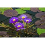 lilia-wodna-ultra-violet_1817.jpg