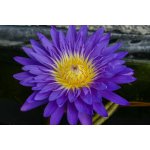 lilia-wodna-ultra-violet_1818.jpg