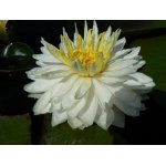 lilia-wodna-white-1000-petals_2247.jpg