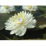 lilia-wodna-white-1000-petals_2248.jpg