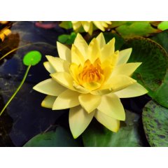 Lilia wodna Yellow James