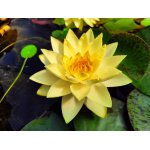 lilia-wodna-yellow-james_2259.jpg