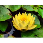 lilia-wodna-yellow-james_2261.jpg