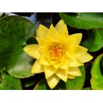 lilia-wodna-yellow-james_2262.jpg