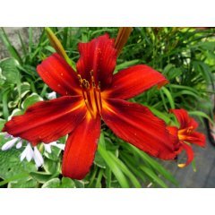  Liliowiec Crimson Pirate