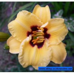 Liliowiec Little Bumble bee