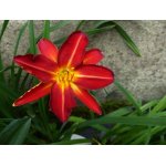 liliowiec-red-rum_2429.jpg