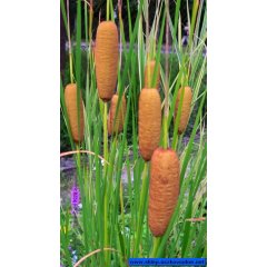 Pałka wysmukła (Typha laxmannii )