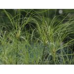 papirus-olbrzymi_2423.webp