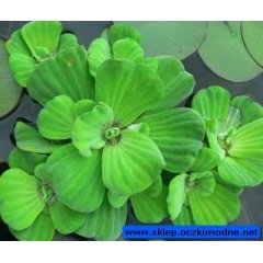 Pistia stratiotes