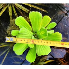 Pistia XXL