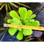 pistia-xxl_2002.jpg