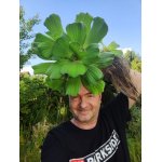 pistia-xxl_2064.jpg