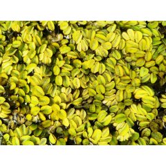 Salwinia uszkowata 10 szt komplet