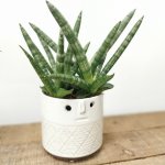 sansevieria-sansiam-shabiki_1710.jpg