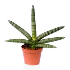 Sansevieria Sansiam Shabiki