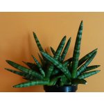 sansevieria-sansiam-shabiki_1712.jpg