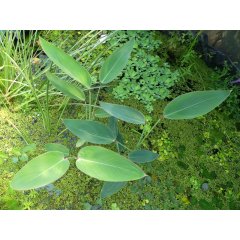  Talia (Thalia dealbata)