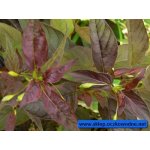 tojesc-orzesiona-firecra_837.jpg