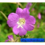 wierzbownica-kosmata_796.jpg