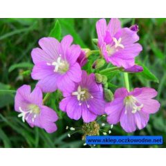 Wierzbownica kosmata