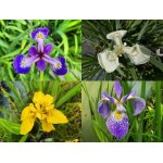 zestaw-irysow-wodnych_2536.jpg
