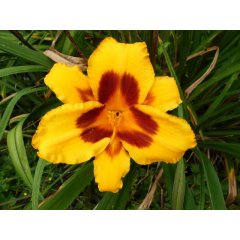 Liliowiec Black Eyed Susan